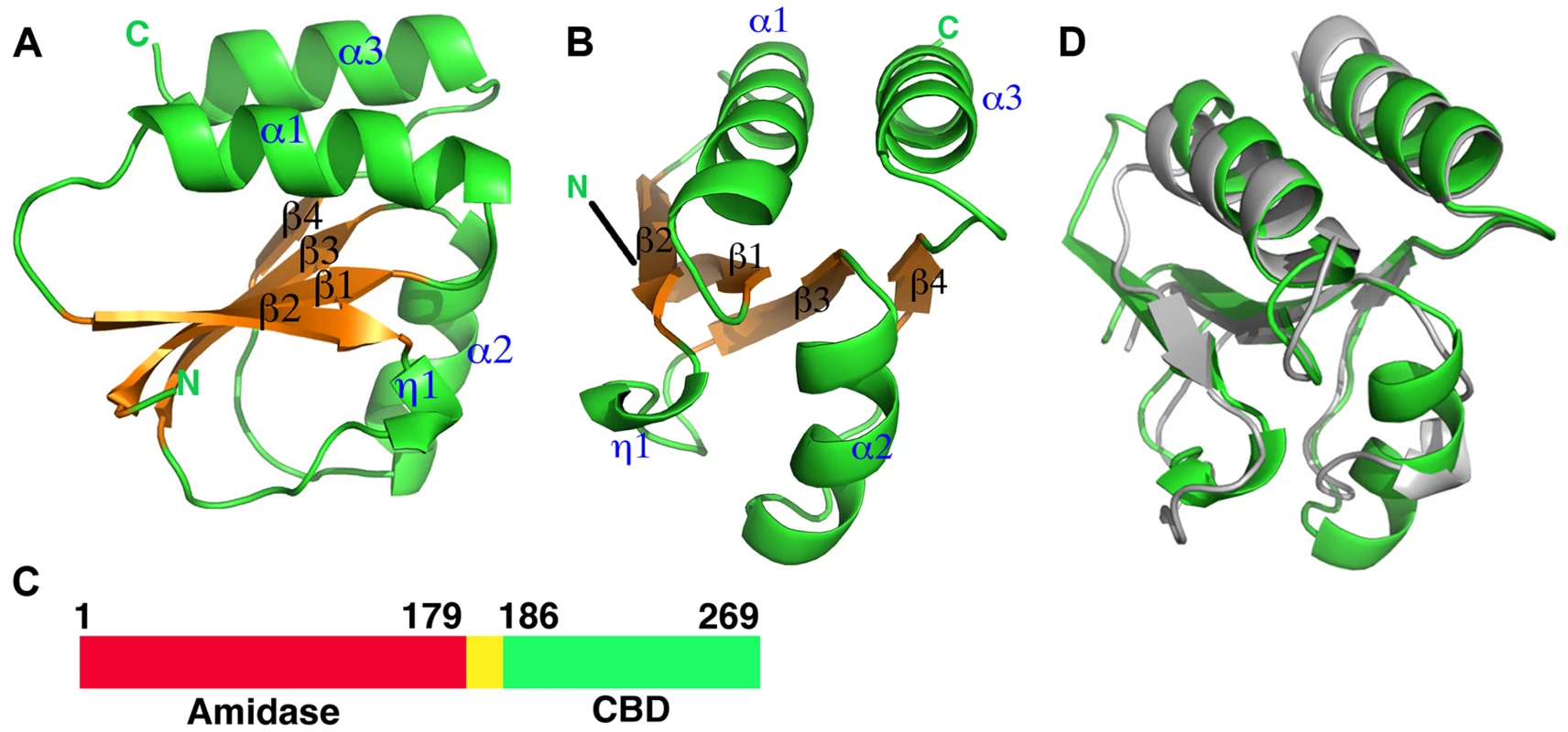 Overall structures of the proteolytic fragments of the CD27L and CTP1L endolysins reveal a novel fold for the C-terminal domain.