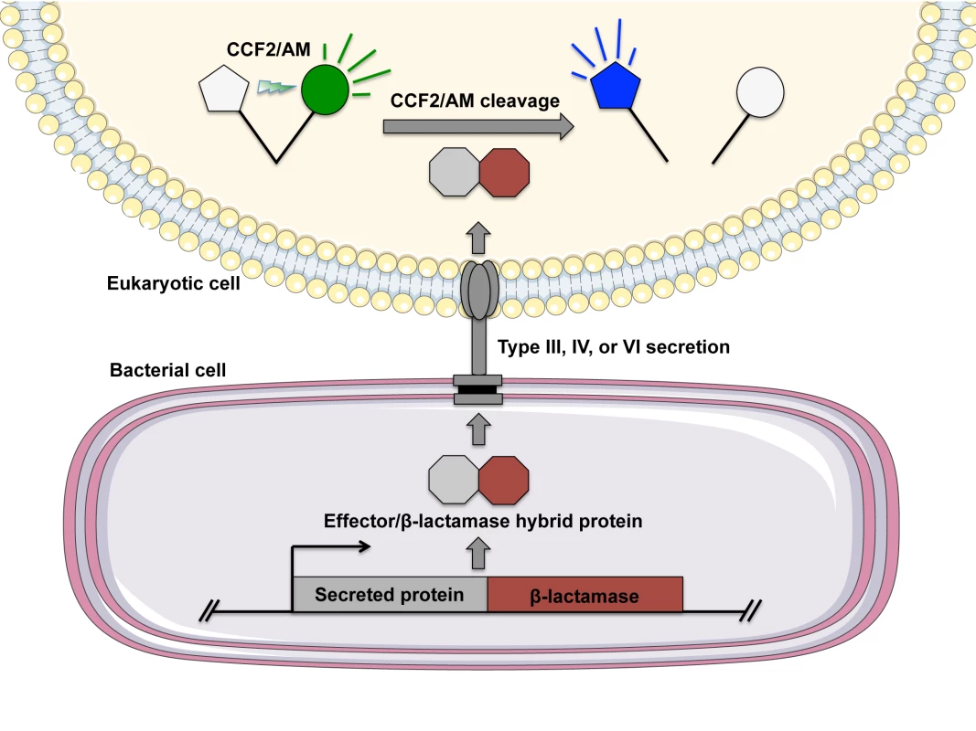 Evaluating bacterial secretion using the FRET-based substrate CCF2/AM.