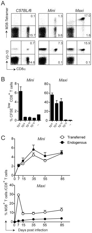 Generation of MHC class I-restricted TCR transgenic mice with specificity for the M38 epitope of MCMV.