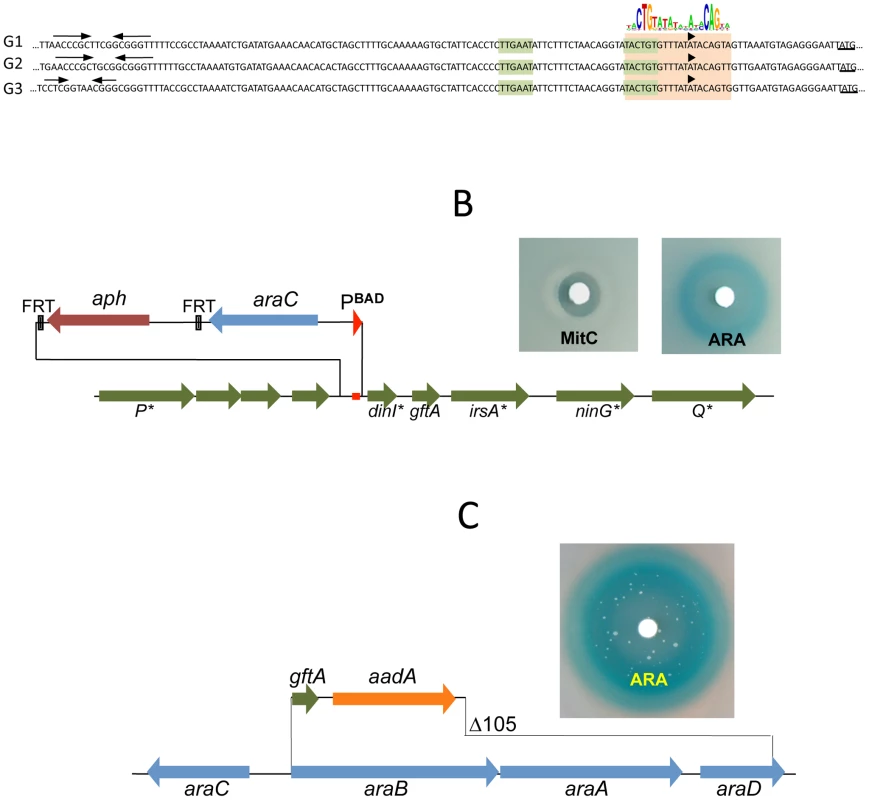 LexA-controlled prophage loci required for induction.