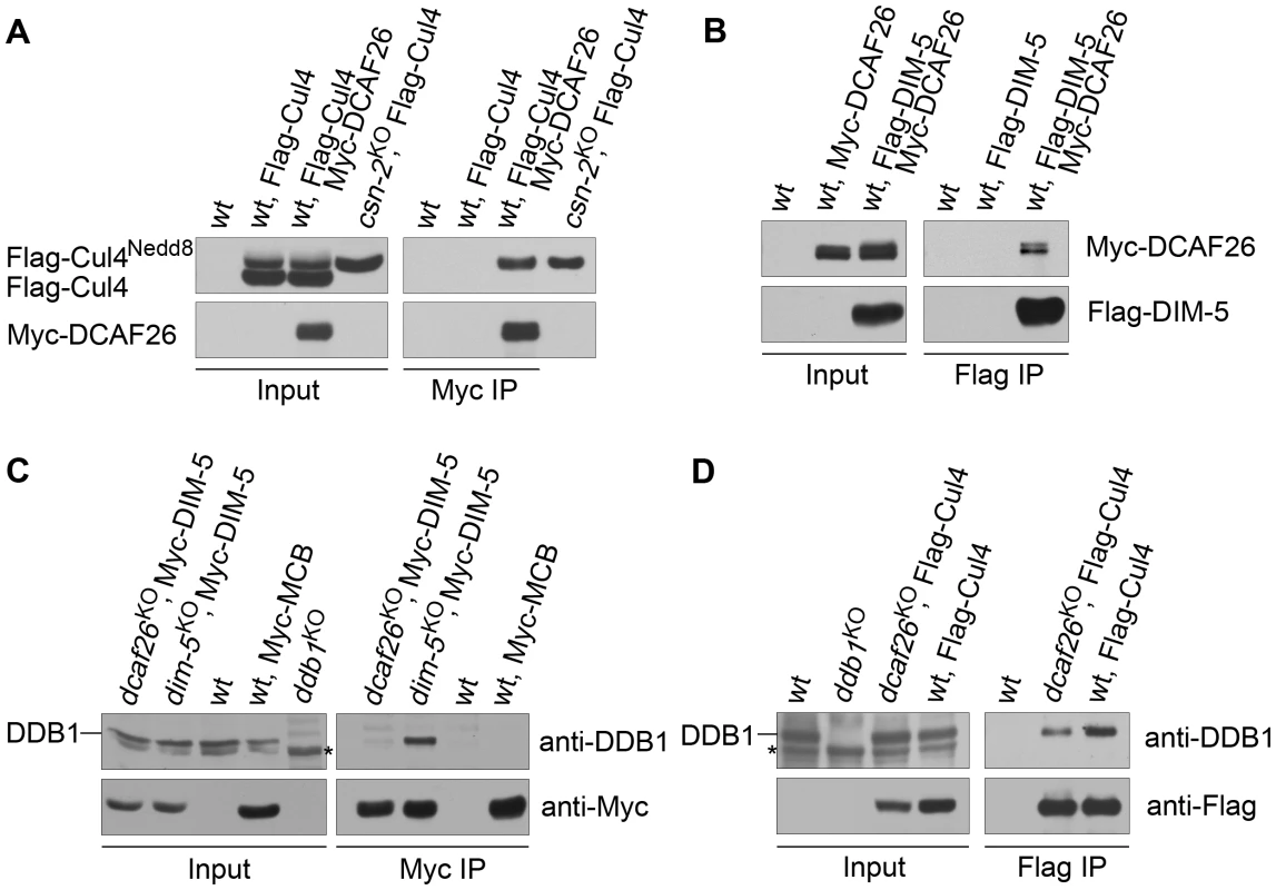 DCAF26 is the key component for recruiting DIM-5 to the Cul4-DDB1 complex.