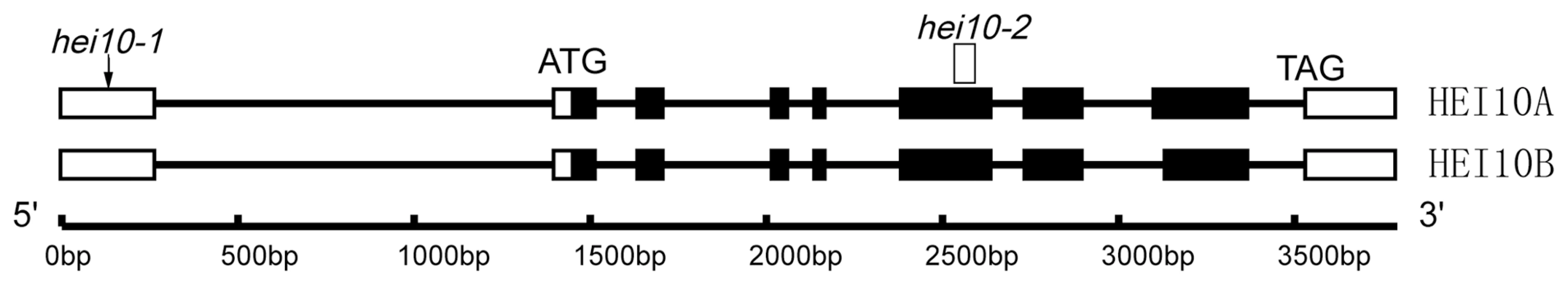 Organization of the <i>HEI10</i> gene and protein alignment.