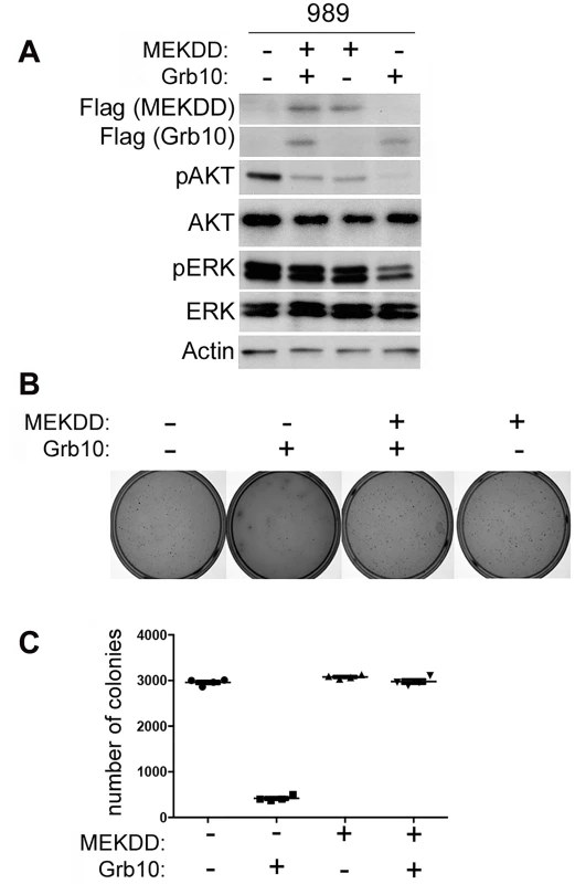 Expression of constitutively activated MEK rescues tumor cells from <i>Grb10</i> mediated suppression of colony formation.