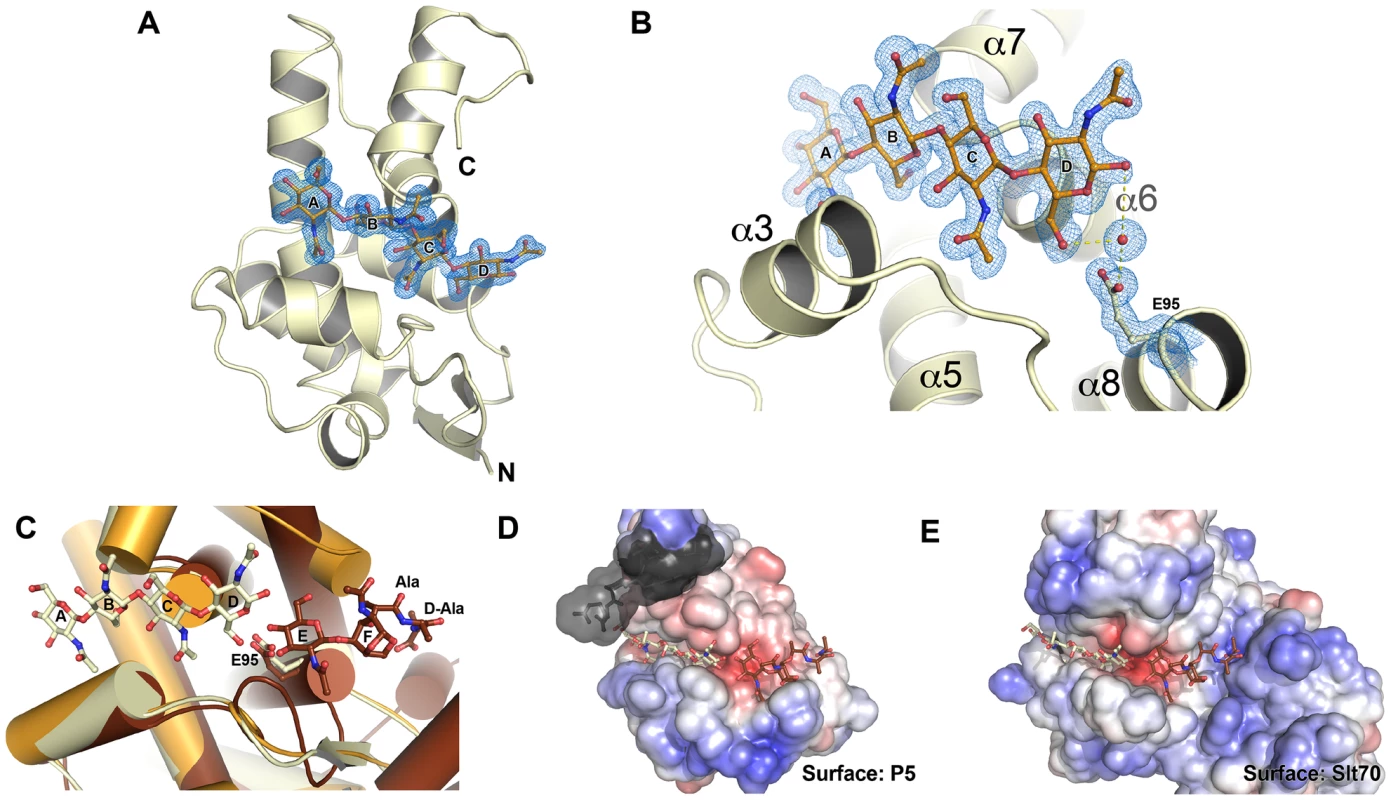 The structure of P5 bound to a glycan suggests lytic transglycosylase activity.