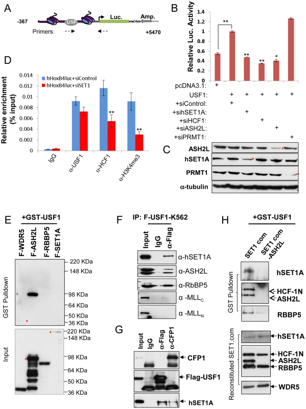 ASH2L mediates USF1 interaction with the hSET1A core complex and <i>Hox</i> gene activation.