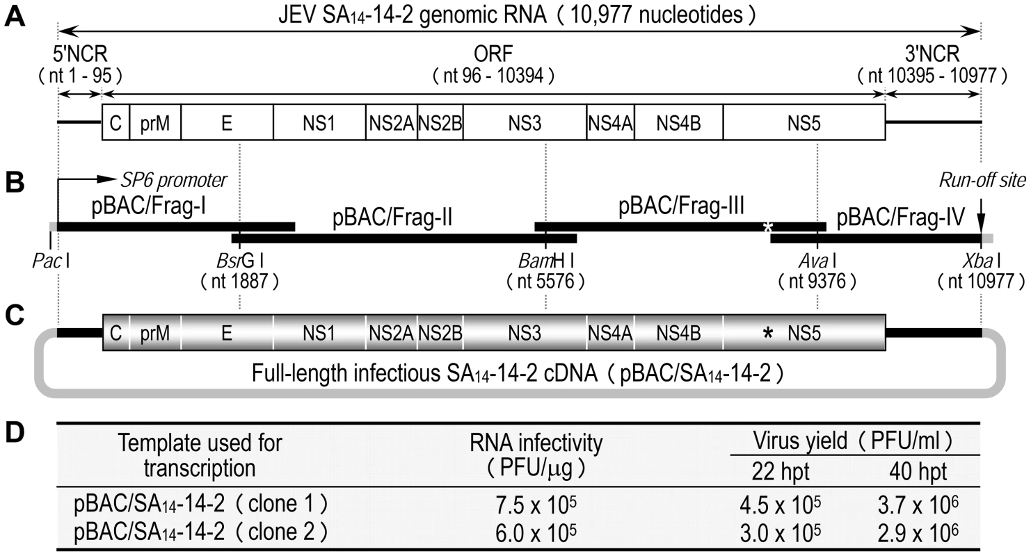 Construction of the full-length infectious SA<sub>14</sub>-14-2 cDNA as a BAC.