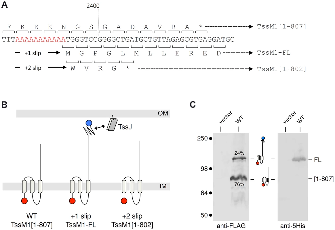 The <i>C. rodentium tssM1</i> gene encode two size variants.