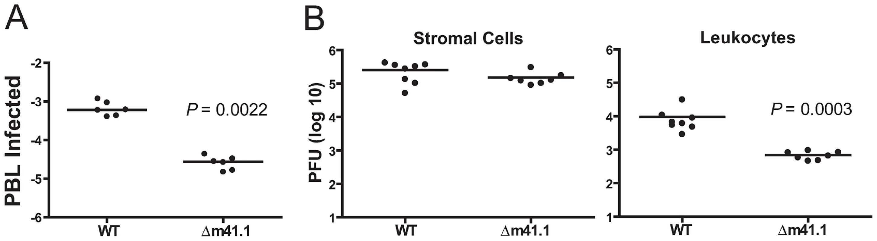 m41.1 enhances viral replication in leukocytes.