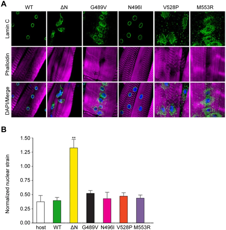 Mutant lamins mislocalize in Drosophila larval body wall muscles and have minimal dominant effects on nuclear stiffness.