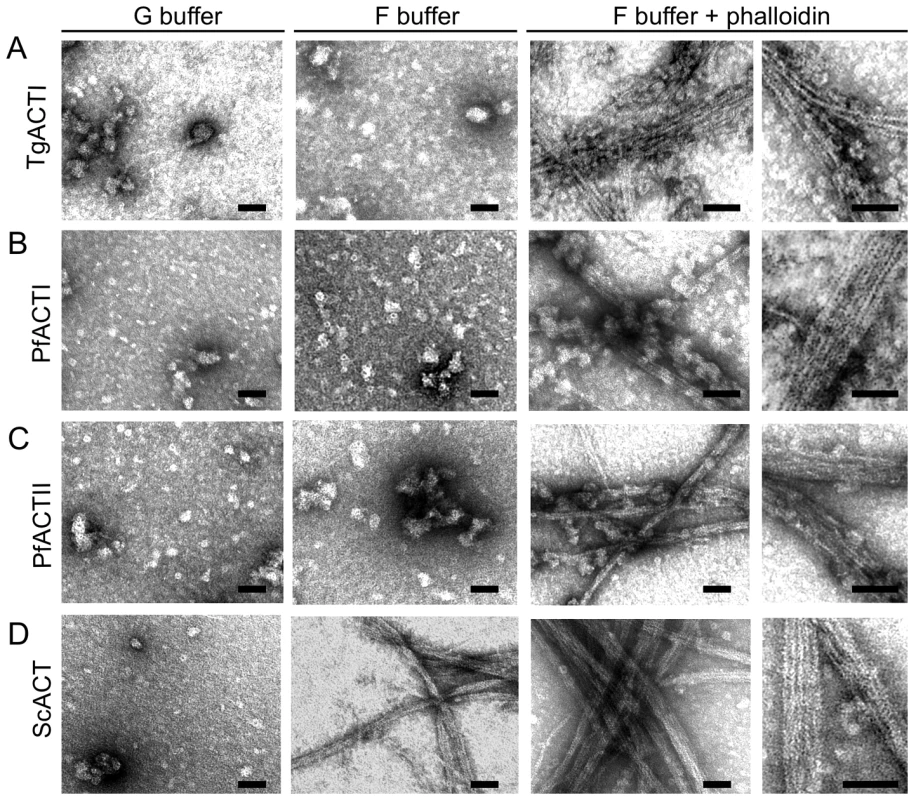 Ultrastructural features of parasite actins revealed by electron microscopy.