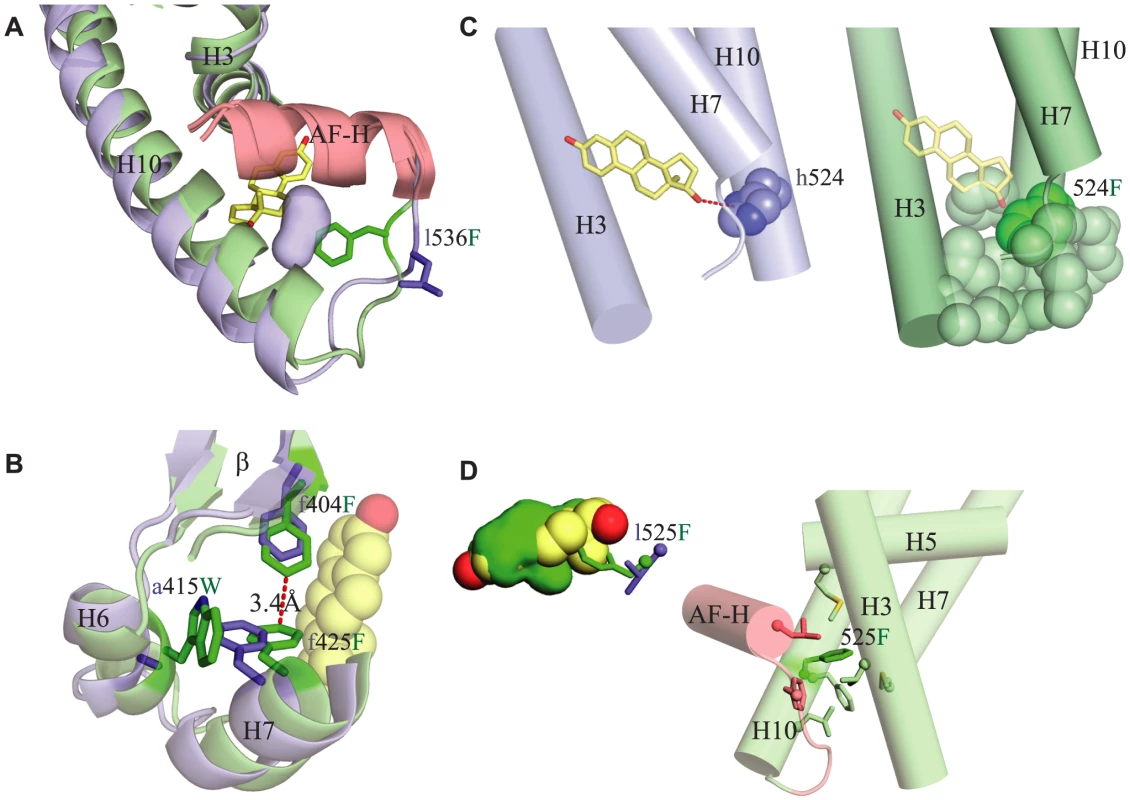 Structural mechanisms by which key mutations contribute to constitutive activity.