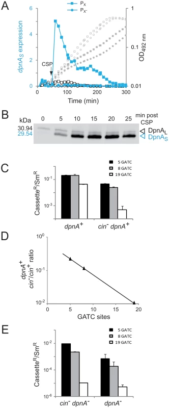 Induction of <i>dpnA</i> during competence is critical to ensure full protection of transforming heterologous DNA from restriction by <i>Dpn</i>II.