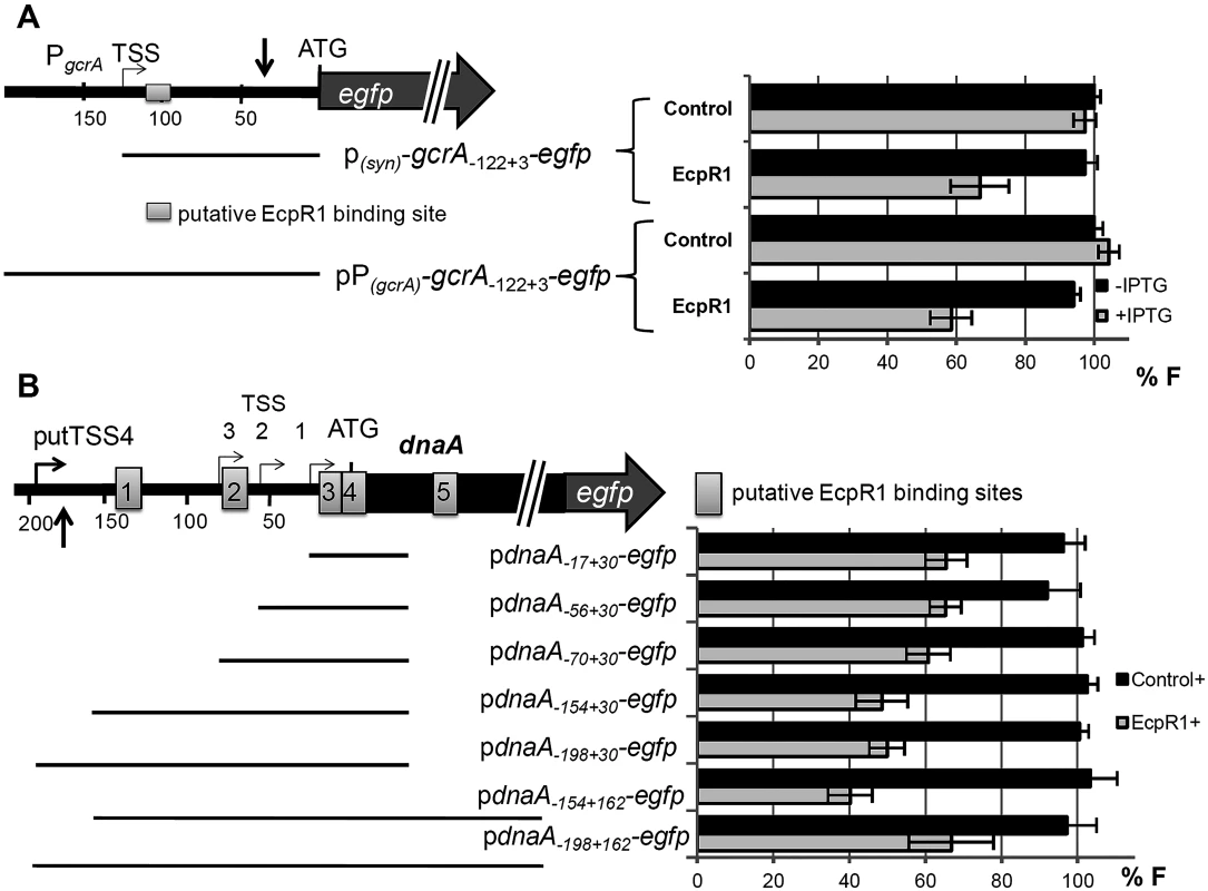 EcpR1 post-transcriptionally represses <i>gcrA</i> (A) and <i>dnaA</i> (B).