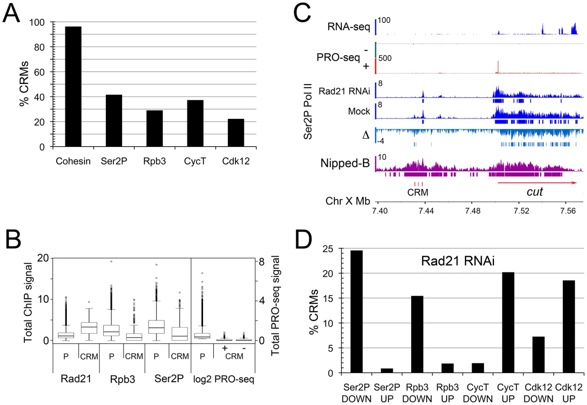 Cohesin binds nearly all predicted extragenic cis-regulatory modules (CRMs) in BG3 cells.