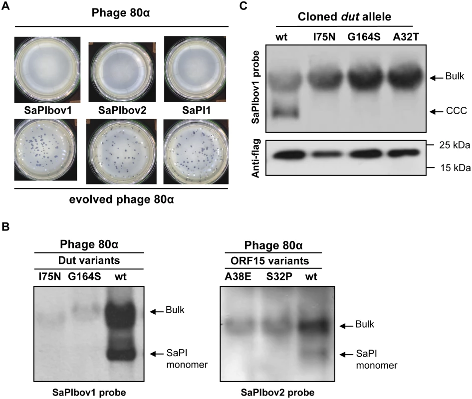 SaPI interference in evolved phages.