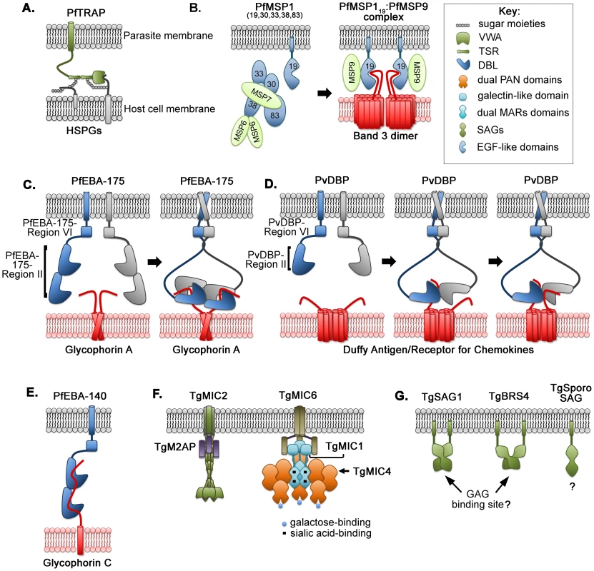Multimeric assembly, clustered interactions, and molecular complexes between parasite ligands and host-cell receptors for invasion.