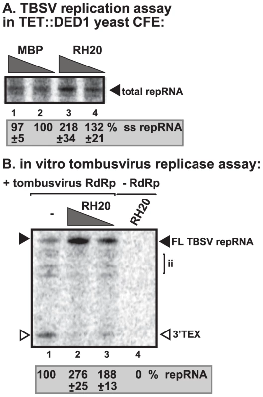 AtRH20 DEAD-box helicase promotes TBSV repRNA replication in the CFE-based assay.