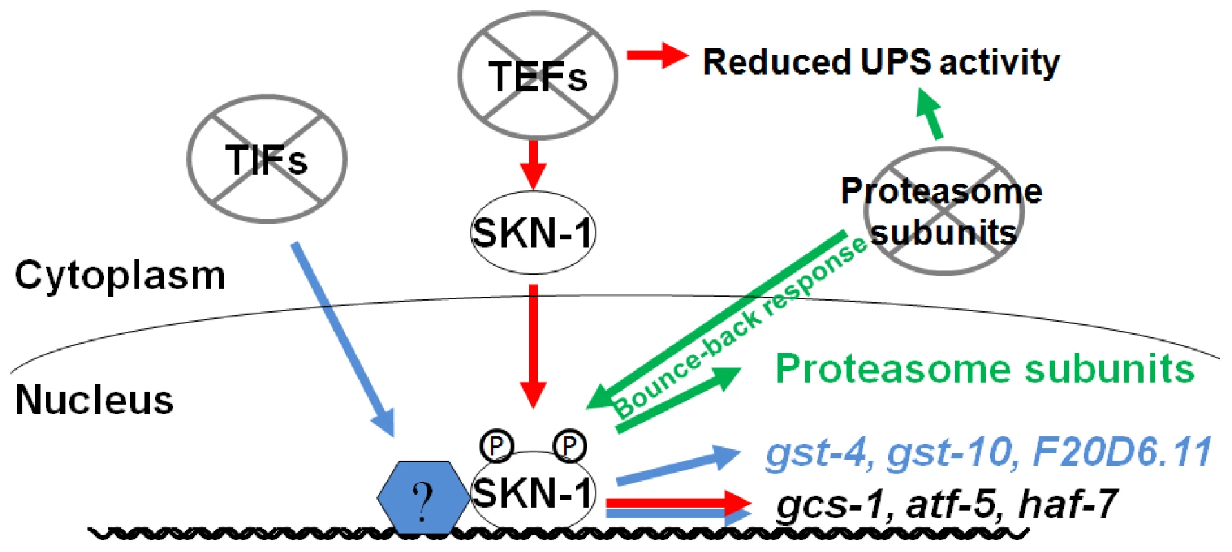 Specific SKN-1–mediated responses to impaired protein synthesis and degradation.