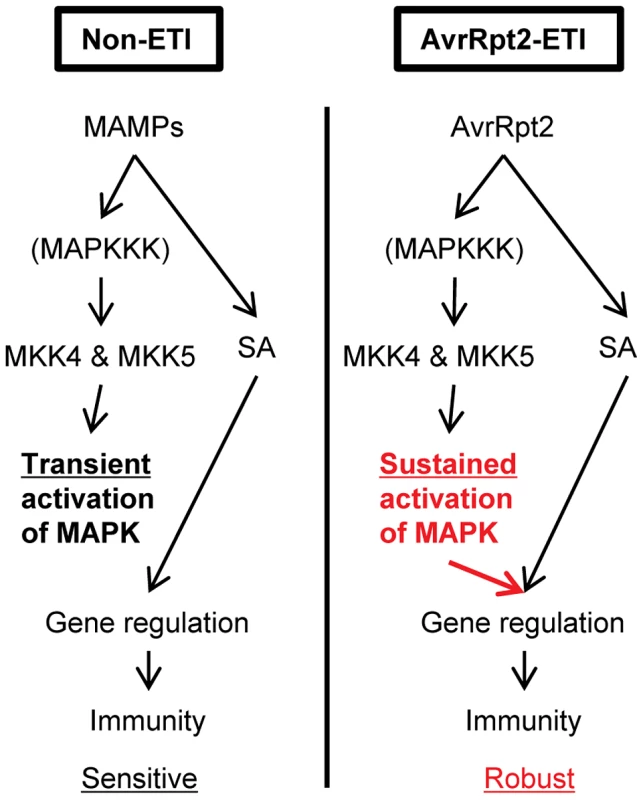 A model of signaling activated by sustained MAPK activation or SA signaling that regulates the common genes during AvrRpt2-ETI, resulting in robust immunity.