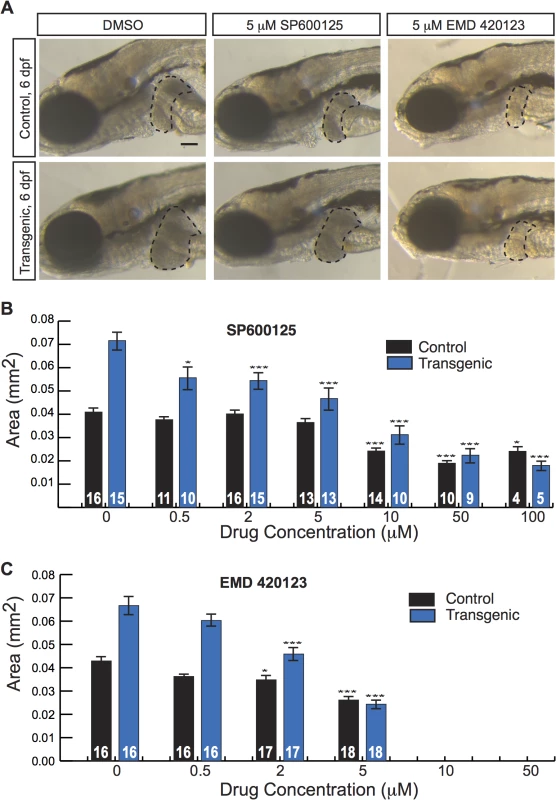 JNK inhibitors suppress larval liver enlargement caused by activated β-catenin.
