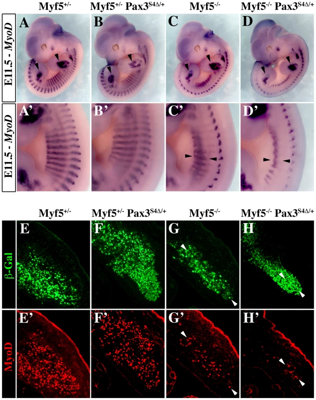 Six4Δ affects <i>Myod</i> expression and myogenesis in the absence of Myf5.