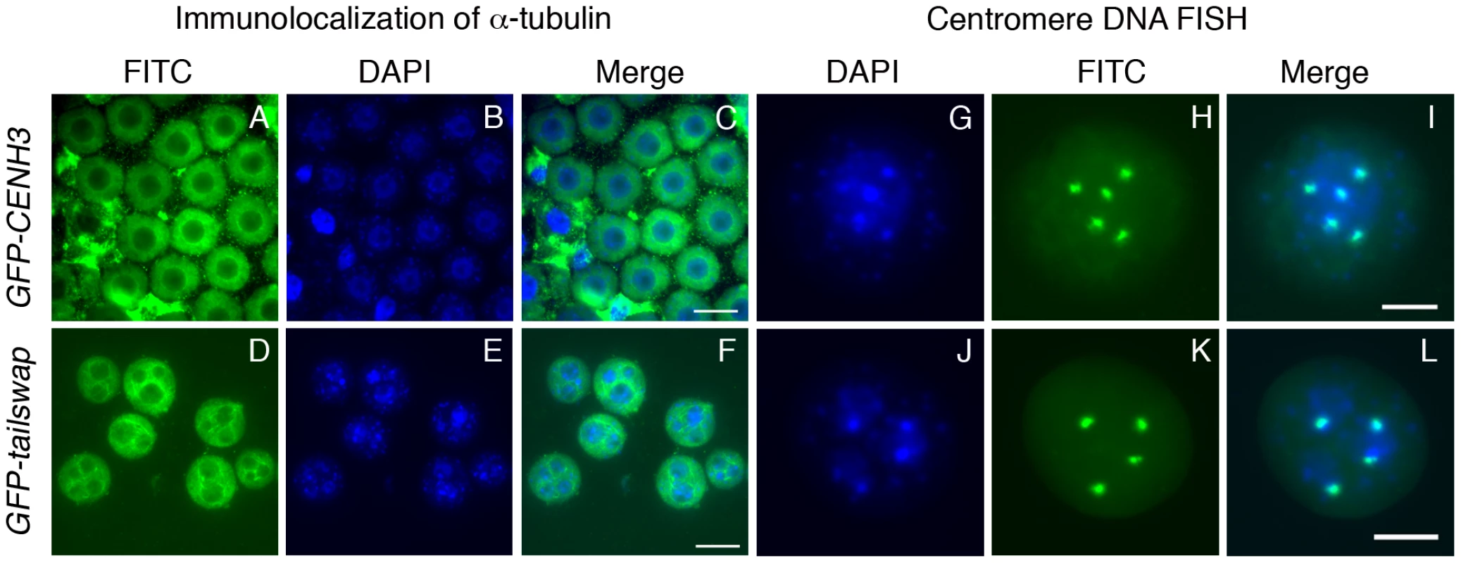Lack of centromere function in meiosis causes micronuclei to form in <i>GFP-tailswap</i> pollen.