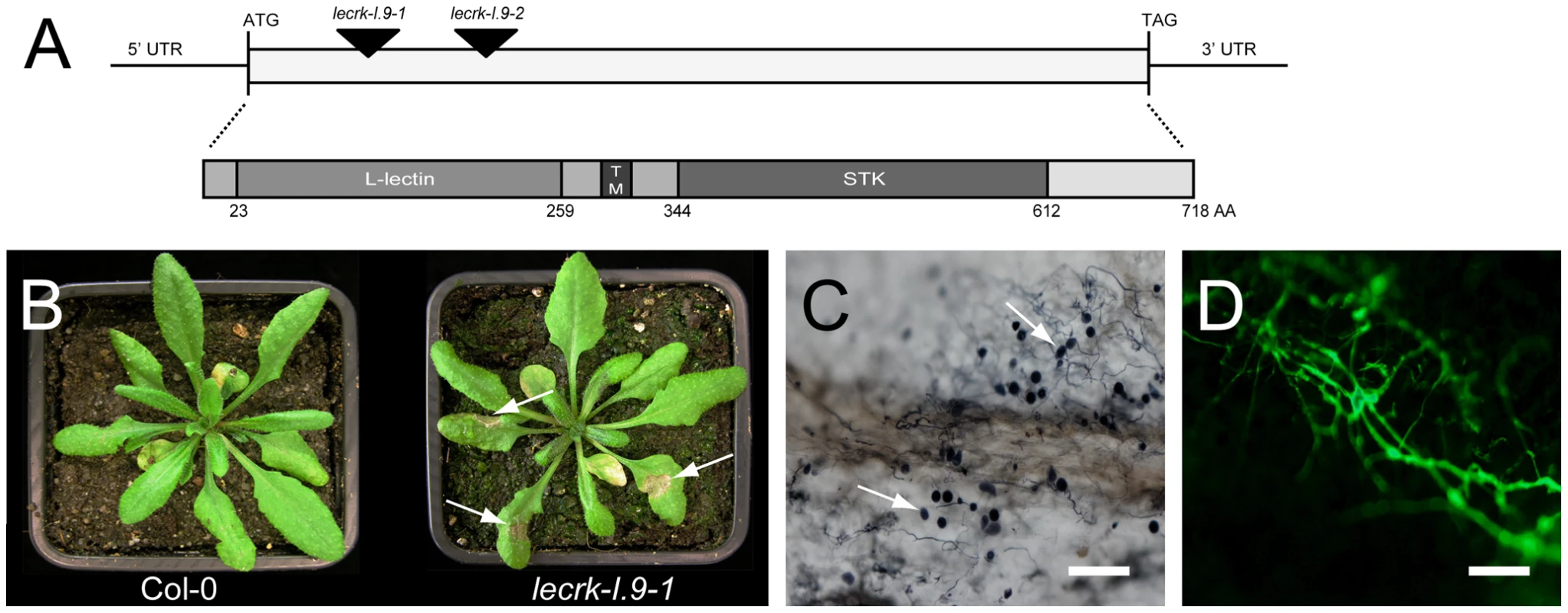 Arabidopsis mutants disrupted in <i>LecRK-I.9</i> are impaired in resistance to <i>P. brassicae</i>.