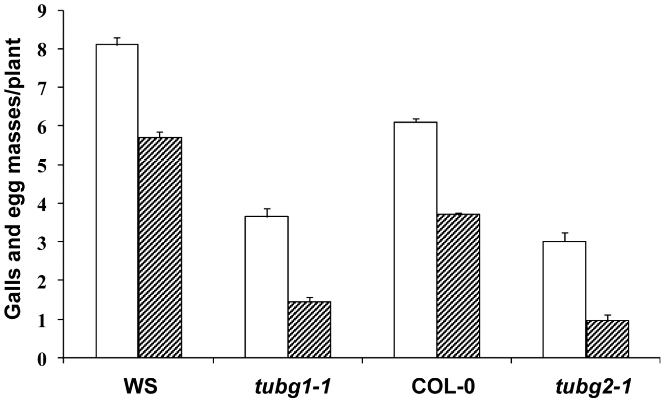 Nematode Infection Test of γ-Tubulin Mutants <i>tubg1-1</i> and <i>tubg2-1</i> Compared to Wild-Type WS or Col-0.