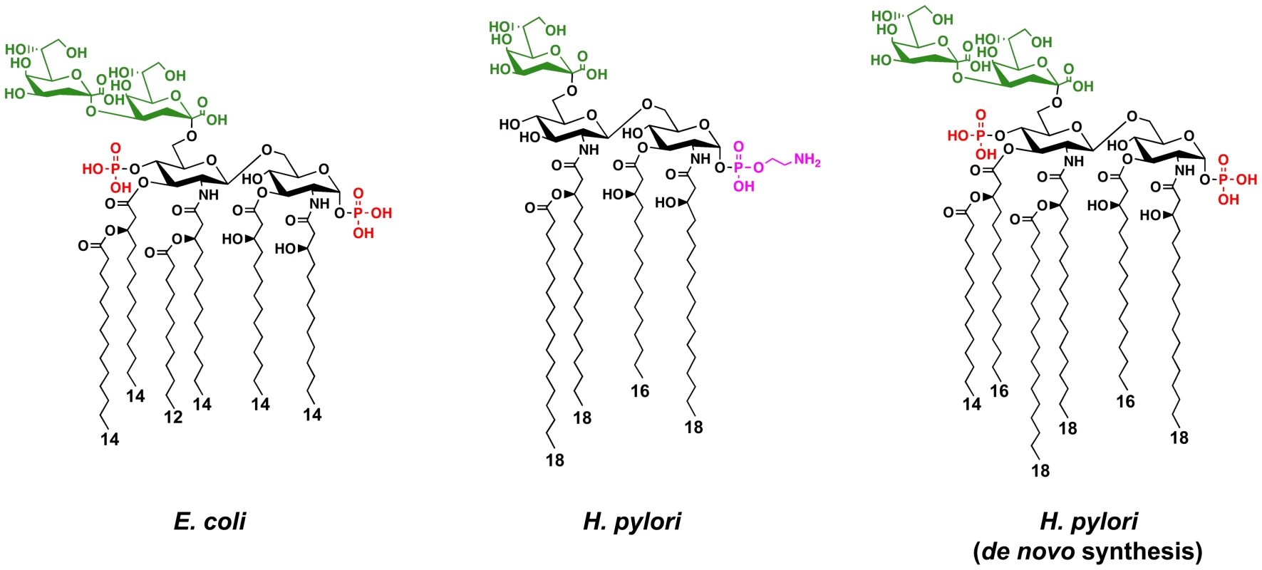 Chemical structures of the Kdo-lipid A domain of <i>E. coli</i> and <i>H. pylori</i>.