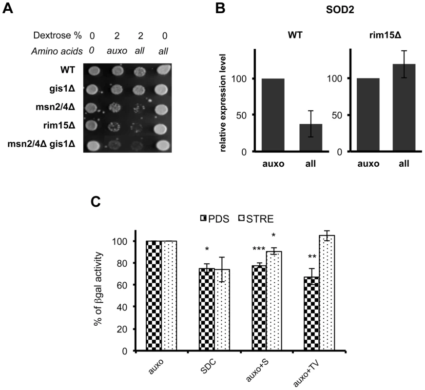 Amino acids affect stress response genes in a Rim15-dependent way.