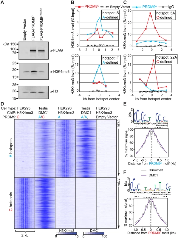 Expression of <i>PRDM9</i> in HEK293 cells recapitulates allele-specific hotspot activation in vivo.