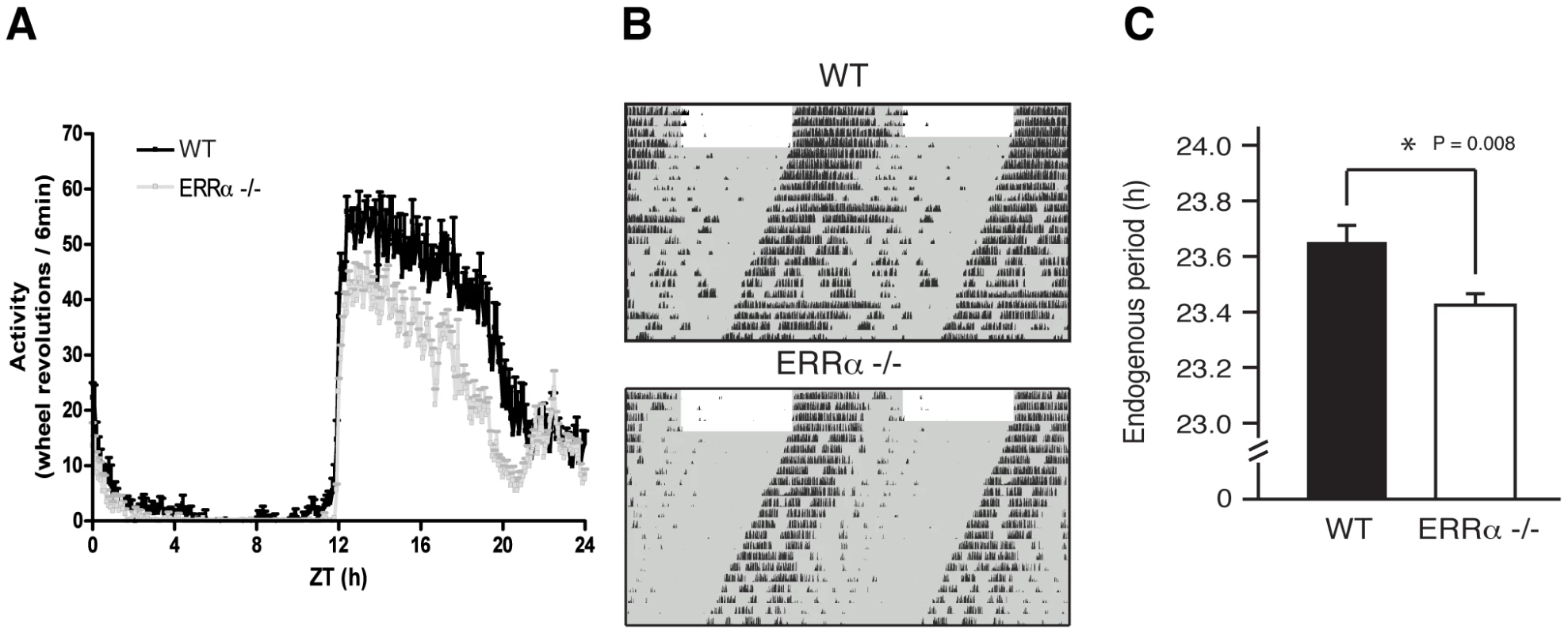 Altered locomotor activity in ERRα-null mice.