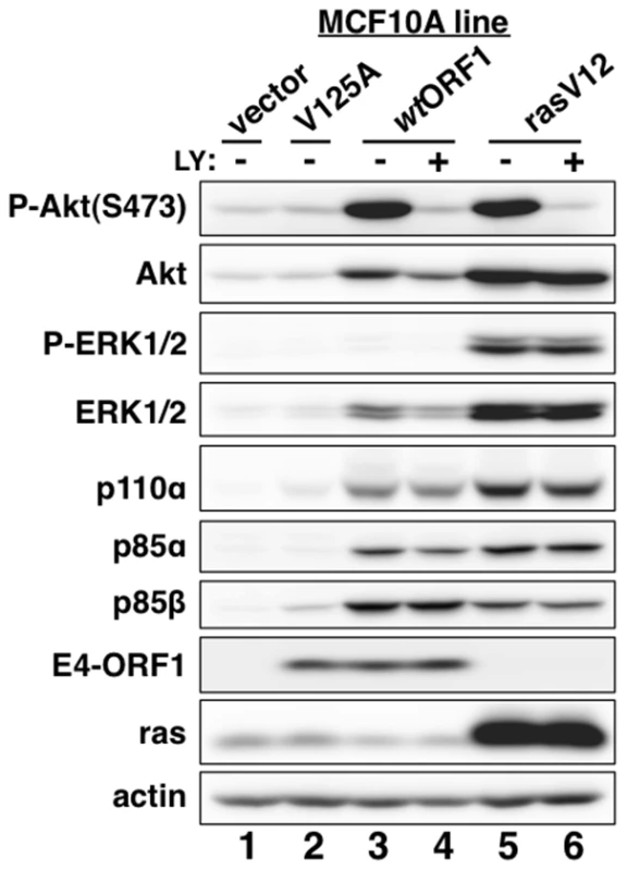 E4-ORF1 activates PI3K and upregulates PI3K protein levels in a PBM-dependent manner but does not activate the MAP kinases ERK1 and ERK2.
