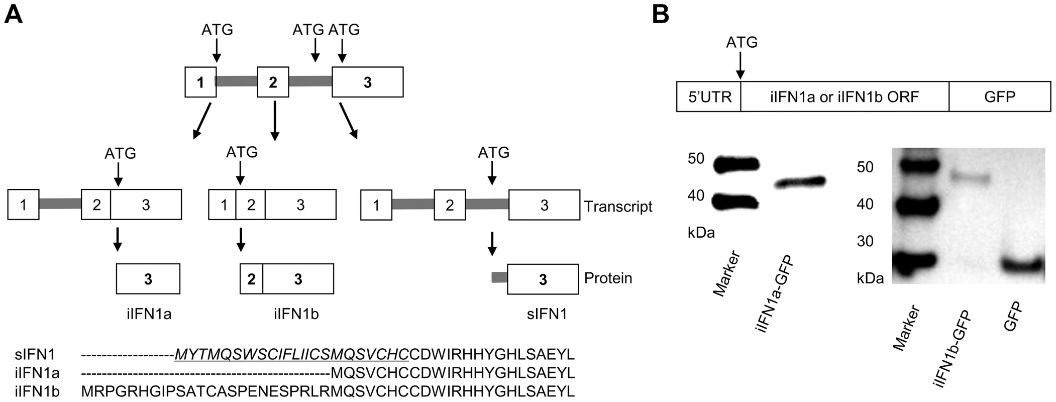 Alternative splicing of rainbow trout IFN1 mRNA leads to synthesis of intracellular proteins.