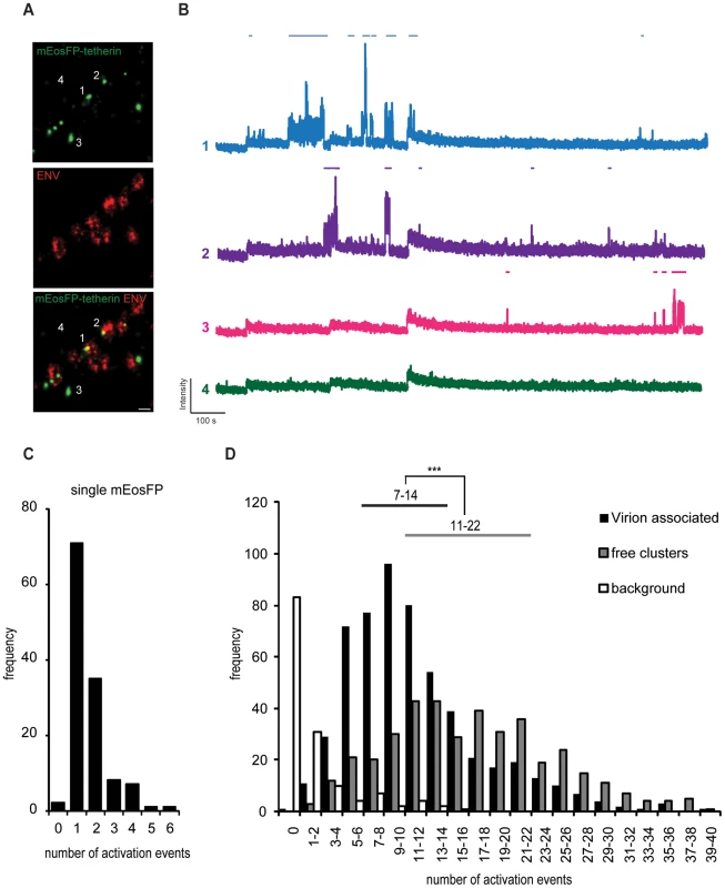 Single fluorescent molecule quantification of mEosFP-tetherin at HIV-1 budding sites.