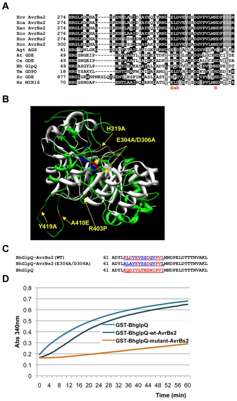 Structural model of the AvrBs2 phosphodiesterase (GDE) domain and in vitro GDE activity.
