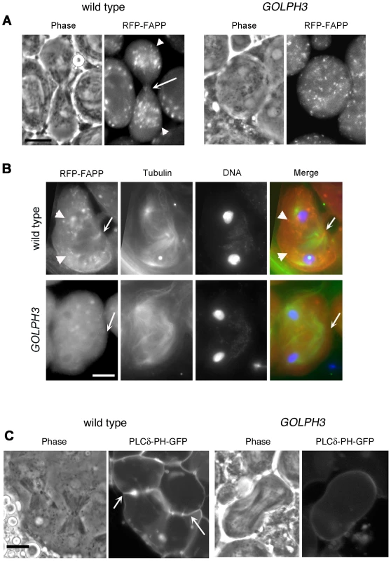 Localization of PI(4)P is disrupted in telophase cells from <i>GOLPH3</i> mutants.