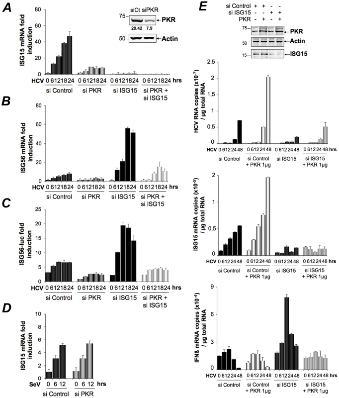 HCV triggers a PKR-dependent pathway early in infection to induce ISG15 and other genes.