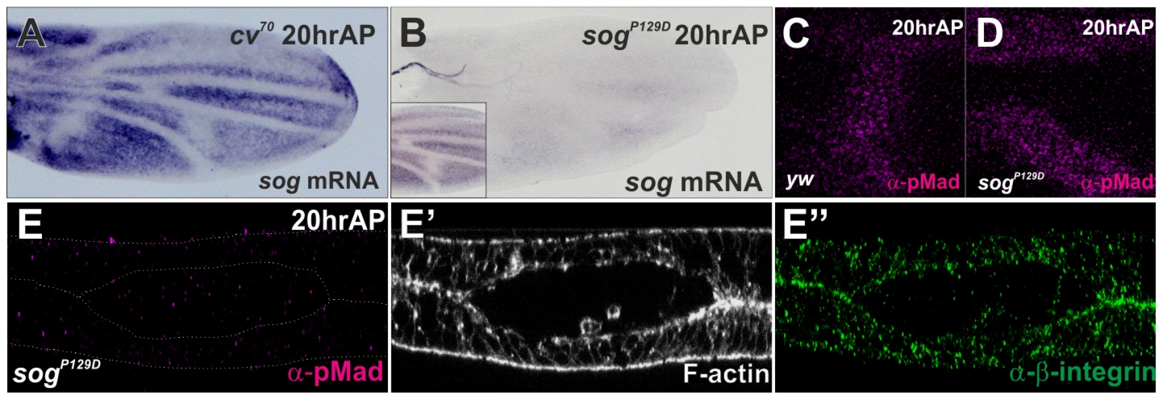 The initial PCV morphogenesis is independent of <i>sog</i> transcriptional prepattern.
