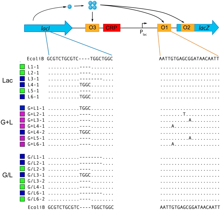 Identification <i>lac</i> mutations in evolved clones.