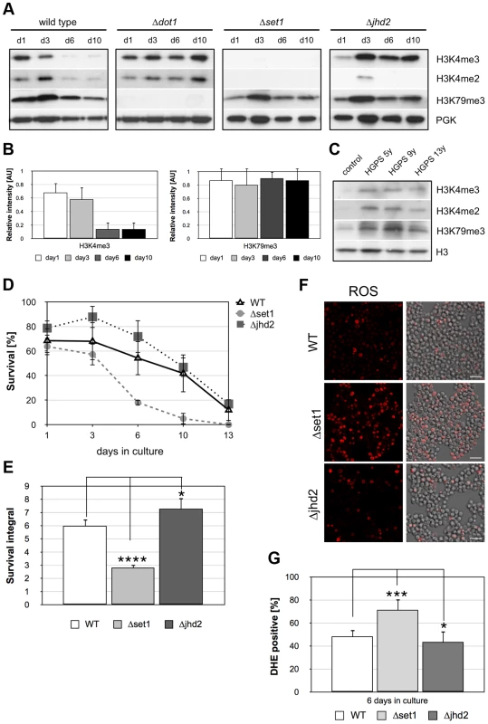 Apoptosis is associated with Dot1p-dependent loss of H3K4 methylation and preventing demethylation delays age-dependent cell death.