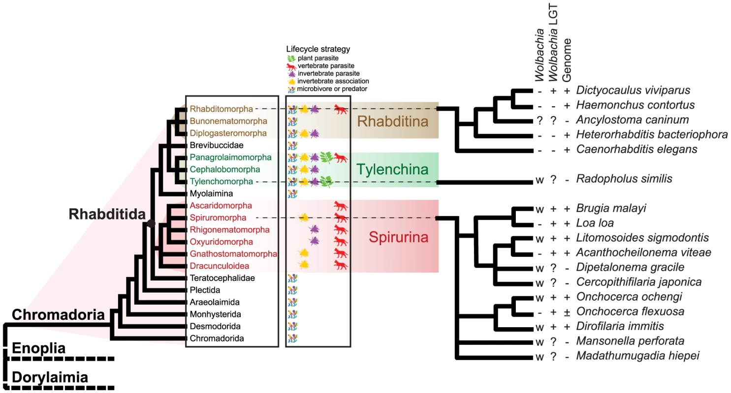 Relationships of nematode species harbouring <i>Wolbachia</i> symbionts.