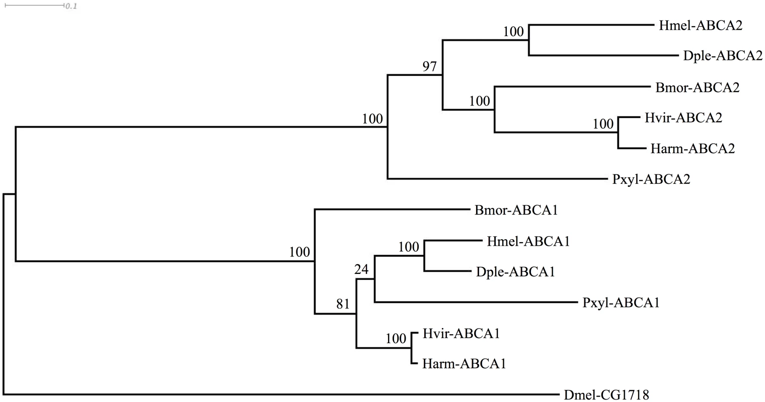 Phylogenetic tree showing clustering of ABCA1 and ABCA2 proteins of various Lepidoptera, with <i>Drosophila</i> homolog.