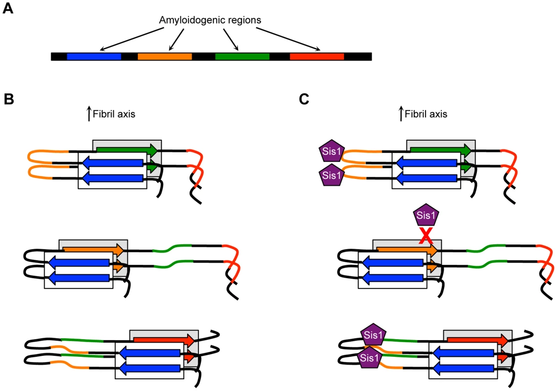 Model showing how distinct amyloidogenic regions could influence amyloid polymorphism and associated phenotypic variation.