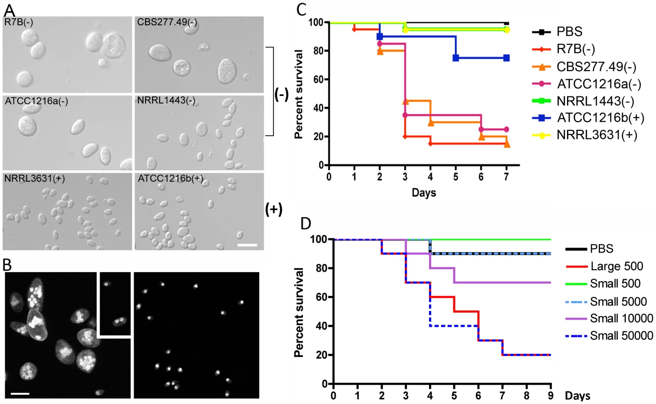 Correlation between spore size and virulence in <i>M. c.</i> f. <i>lusitanicus</i>.