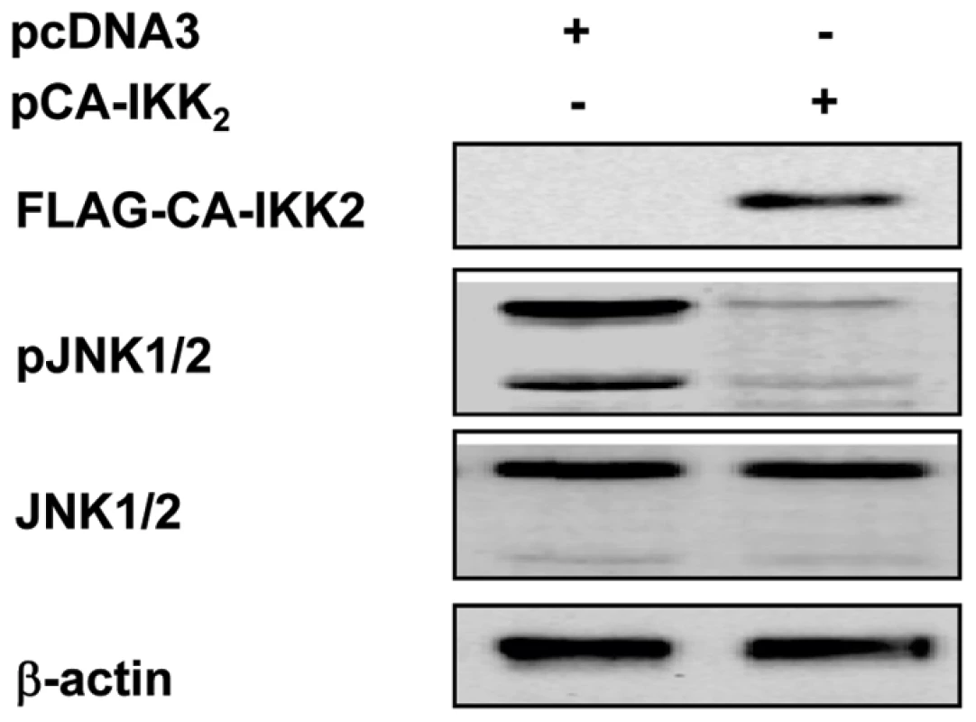 Constitutive activation of NF-κB compromised activation of JNK induced by the ST-11 isolates.