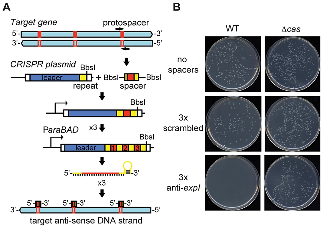 An engineered CRISPR plasmid with spacers targeting the chromosome displays Cas–dependent toxicity.