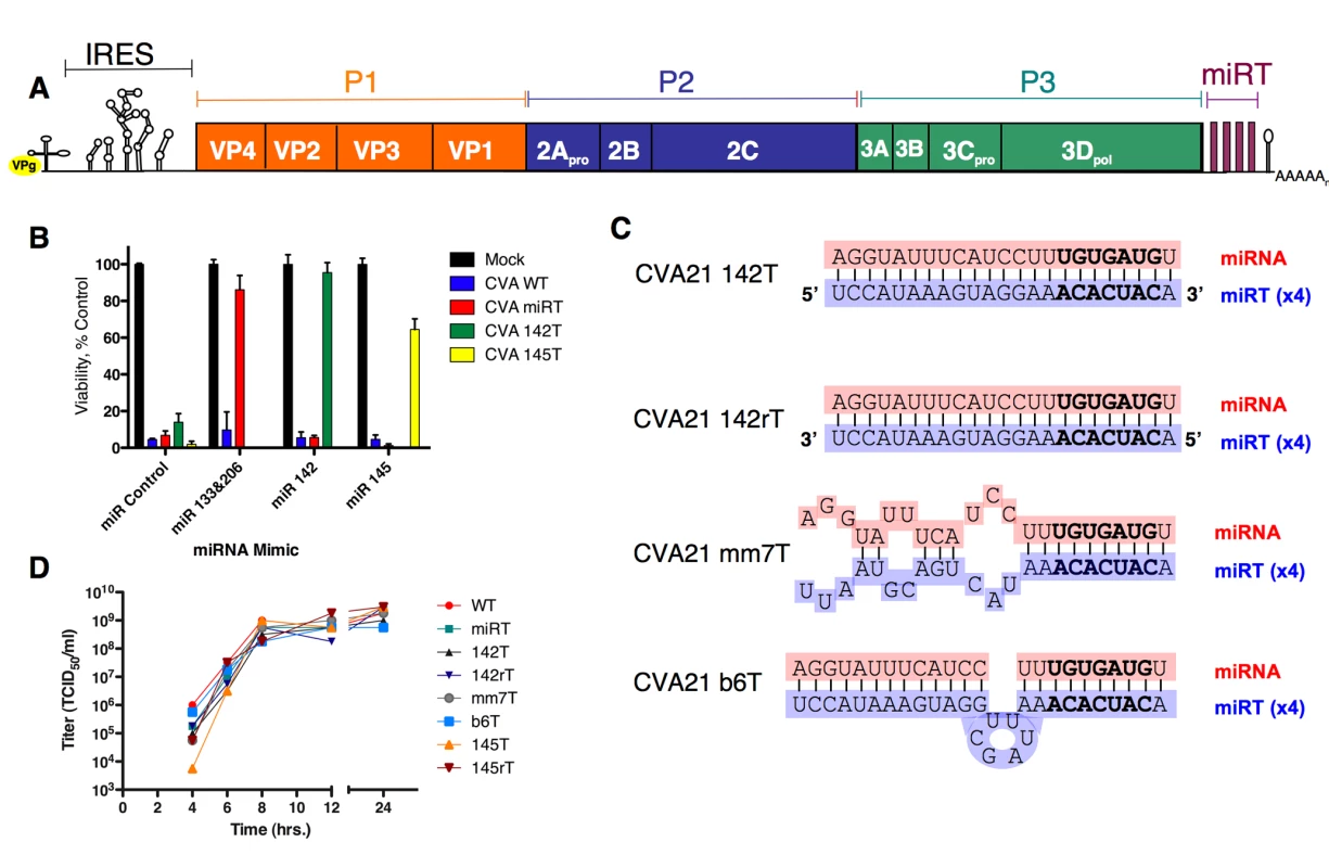Schematics, growth kinetics, and permissivity of recombinant CVA21 in HeLa cells.