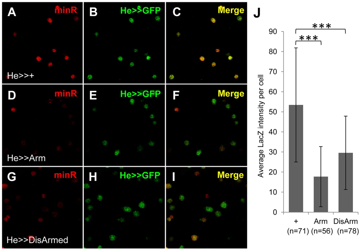 The minR reporter is repressed by Wnt signaling in circulating larval hemocytes.