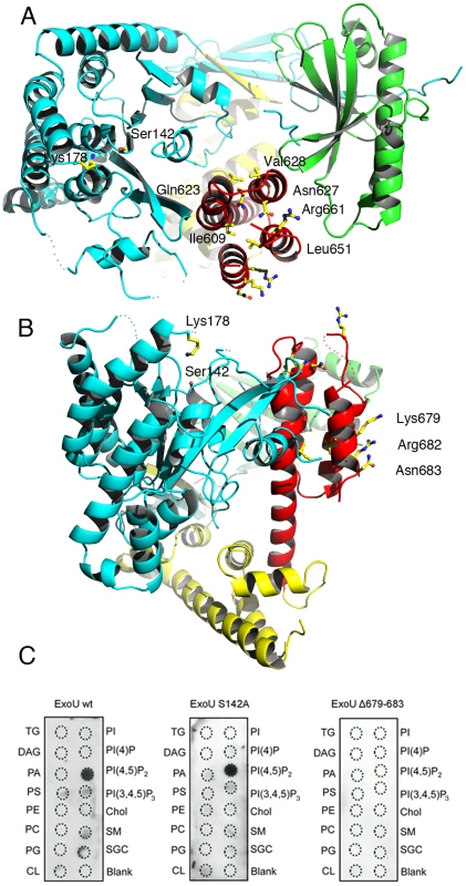 Membrane-binding, ubiquitination, and catalysis are structurally intertwined.